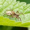 Pardosa Spec — 20250601 — 60 × 40 cm
