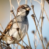 House Sparrow in 20251204 — 40 × 30 cm