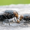 Calliphora Vicina — 20250518 — 60 × 40 cm