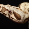 Boa Constrictor Operator — 20251115-2025-11-15 — 40 × 30 cm