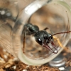 Myrmecia Pyriformis — 20251115-2025-11-15 — 60 × 40 cm