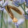 European Praying Mantis in Venoy — 40 × 30 cm