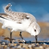 Calidris Alba — 20251205 — 70 × 50 cm