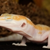 Eublepharis Macularius — 20251114-2025-11-15 — 70 × 50 cm
