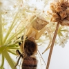 Thomisus Sonustus X Apis Mellifera — Venoy — 30 × 40 cm