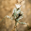 Pseudocreobotra Lestoni — 50 × 70 cm