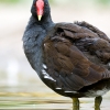 Gallinula Chloropus — Bois de Boulognes — 70 × 50 cm