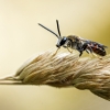 Lasioglossum Calceatum — Cheny — 70 × 50 cm