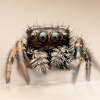 20250124,25 Neuneu Phidippus Regius Bahamas — 60 × 40 cm