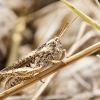 Chorthippus Biguttulus Group — Venoy — 40 × 30 cm