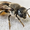 Osmia Spinulosa — Venoy — 60 × 40 cm