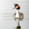 Podiceps Cristatus — Congis-sur-Thérouanne 