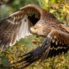 Aquila Chrysaetos — 20251014 — 40 × 30 cm