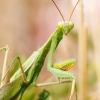 European Praying Mantis in Venoy — 50 × 70 cm