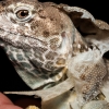 Crotaphytus Collaris — 20251115-2025-11-15 — 60 × 40 cm