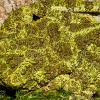 Theloderma Corticale — 20251115-2025-11-15 — 60 × 40 cm