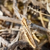 Chorthippus Biguttulus Group — Venoy — 70 × 50 cm