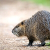 Myocastor Coypus — 20251201 — 60 × 40 cm