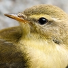 Phylloscopus Trochilus — Tignes — 60 × 40 cm