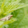 Aphrophora Alni — 20250601 — 60 × 40 cm