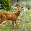 Capreolus Capreolus — Les Planches-en-Montagne — 70 × 50 cm