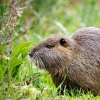 Myocastor Coypus — 20251201 — 70 × 50 cm