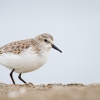 Calidris Minuta — 20251204 — 70 × 50 cm