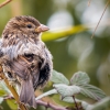 House Sparrow in 20251201 — 40 × 30 cm