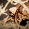 Rhombodera Kyrbyi — 60 × 40 cm