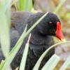 Gallinula Chloropus — 20250518 — 70 × 50 cm