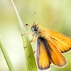 Thymelicus Lineola — 20250811 — 40 × 60 cm