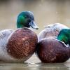 Anatidae Indet — 20251201 — 40 × 30 cm