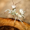 Pseudocreobotra Lestoni — 60 × 40 cm