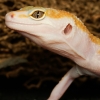 Eublepharis Macularius — 20251114-2025-11-15 — 70 × 50 cm