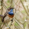 Luscinia Svecica — Congis-sur-Thérouanne 