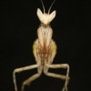 Creobroter Gemmatus — 20251115-2025-11-15 — 30 × 40 cm