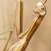European Praying Mantis in Venoy — 30 × 40 cm