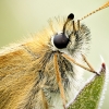Thymelicus Lineola — 20250811 — 70 × 50 cm