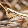 Euchorthippus Elegantulus — Venoy — 70 × 50 cm