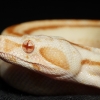 Boa Constrictor — 20251115-2025-11-15 — 70 × 50 cm