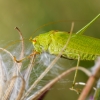 Sickle-bearing Bush-cricket in Frasne — 40 × 30 cm