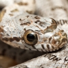 Pantherophis Bairdi — 20251115-2025-11-15 — 60 × 40 cm