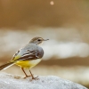 Motacilla Cinerea — Les Planches-en-Montagne — 40 × 30 cm