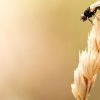 Phasia Pusilla — Venoy — 70 × 50 cm
