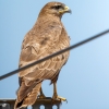 Common Buzzard in Cheny 