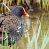 Gallinula Chloropus — 20250518 — 60 × 40 cm