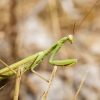 European Praying Mantis in Cheny — 60 × 40 cm