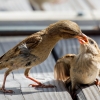 House Sparrow in Tignes — 40 × 30 cm