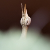 20250125 Pseudoproscopia Latirostris — 60 × 40 cm