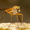 Rhagio Tringarius — 20250519 — 40 × 30 cm